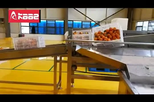 Commercial Stainless Steel Fruit Processing Line Persimmon Passion Fruit Orange Apple Cleaning Air Drying Sorting Line